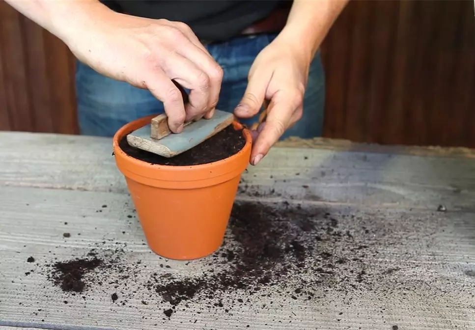 Pfefferminze - Aussäen von Samen