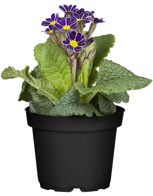 Stielprimel bunter Mix