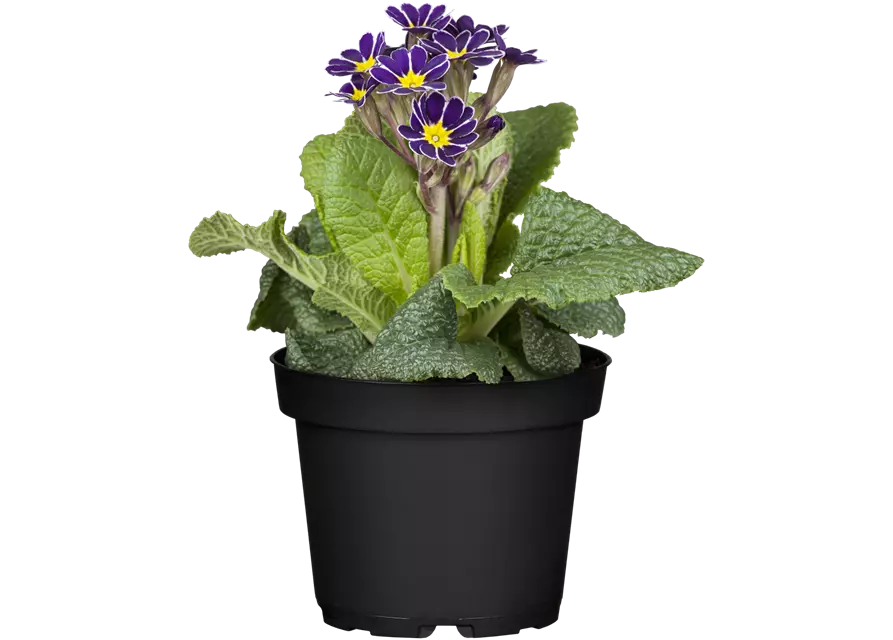 Stielprimel bunter Mix