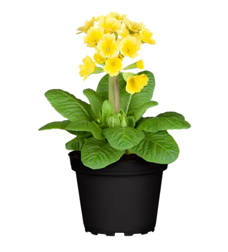 Stielprimel bunter Mix