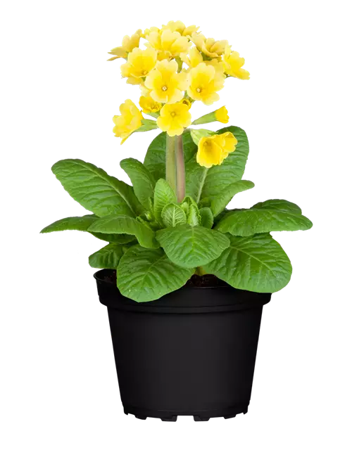 Stielprimel bunter Mix