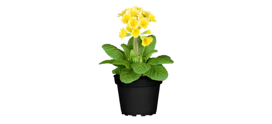 Stielprimel bunter Mix