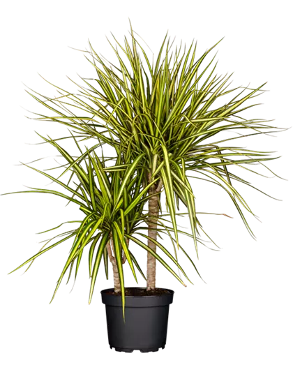 Drachenbaum 'Sunray'