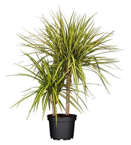 Drachenbaum 'Sunray'