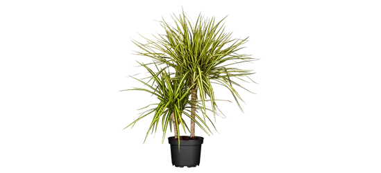 Drachenbaum 'Sunray'