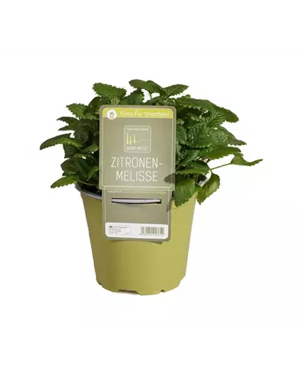 Zitronenmelisse