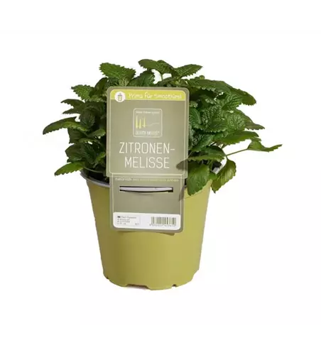 Zitronenmelisse
