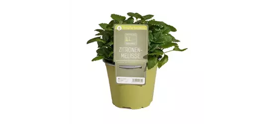 Zitronenmelisse