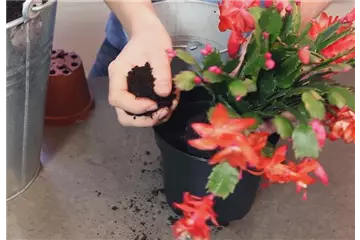 WEIHNACHTSKAKTUS - EINPFLANZEN IN EIN GEFÄß WEIHNACHTSKAKTUS - EINPFLANZEN IN EIN GEFÄß