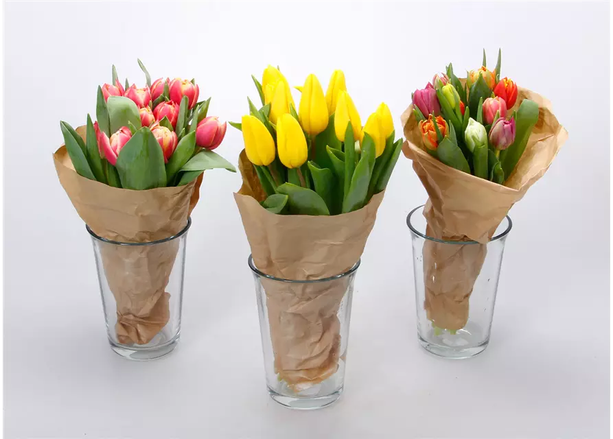 Tulpen im Bund, gelb