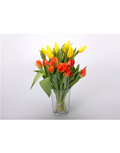 Tulpen im Bund, gelb