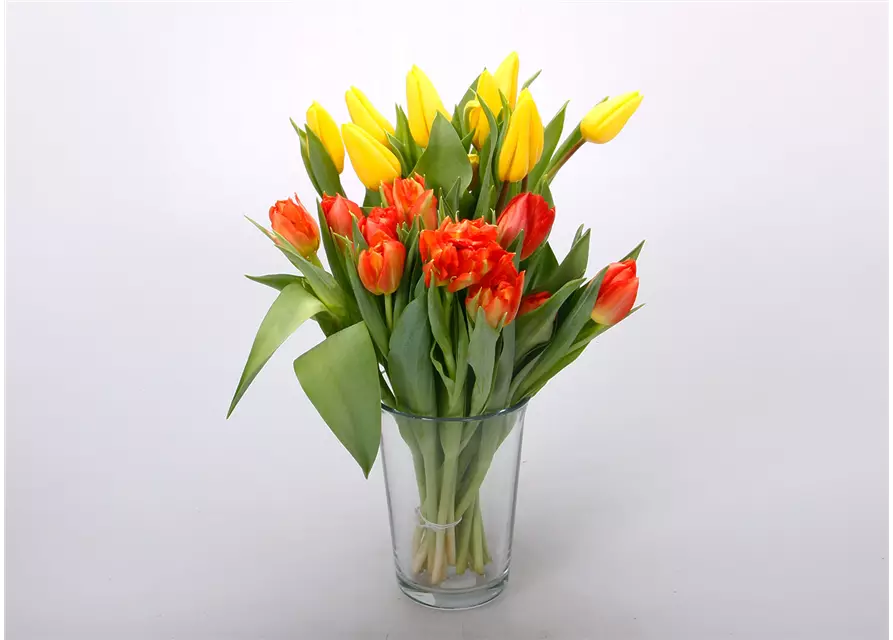 Tulpen im Bund, gelb