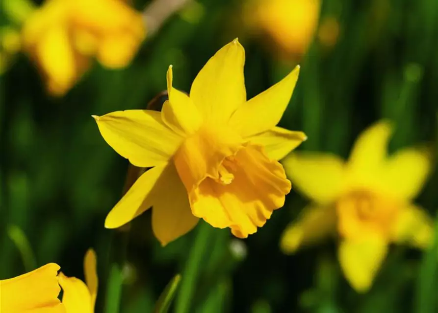 Narcissus cyclamineus 'Tête à Tête'