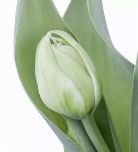 Gefüllte Topftulpen verschiedene Sorten (T11)