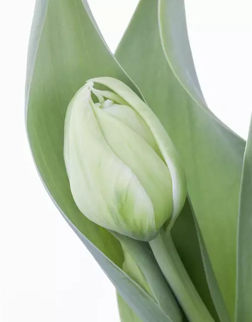 Gefüllte Topftulpen verschiedene Sorten (T11)