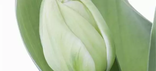 Gefüllte Topftulpen verschiedene Sorten (T11)