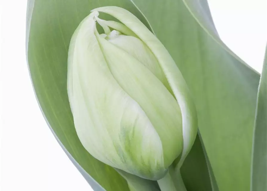 Gefüllte Topftulpen verschiedene Sorten (T11)