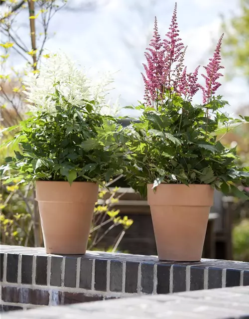 Astilbe x arendsii
