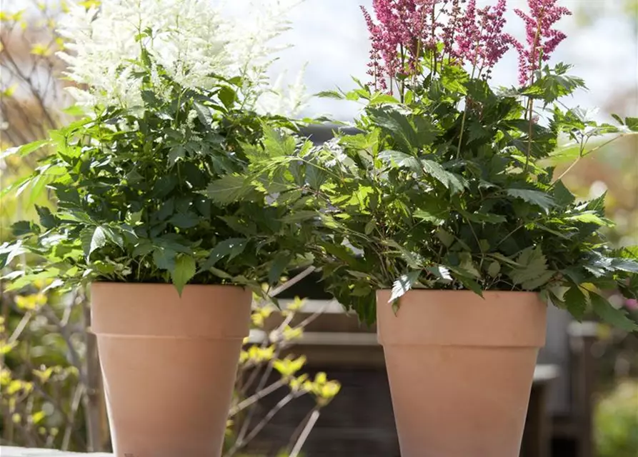 Astilbe x arendsii