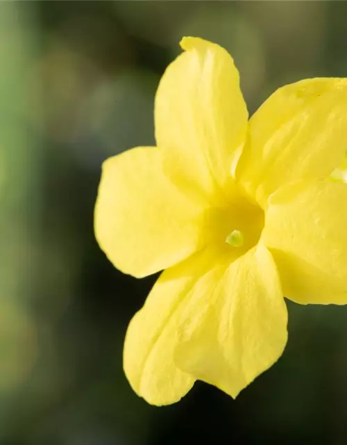 Winterjasmin