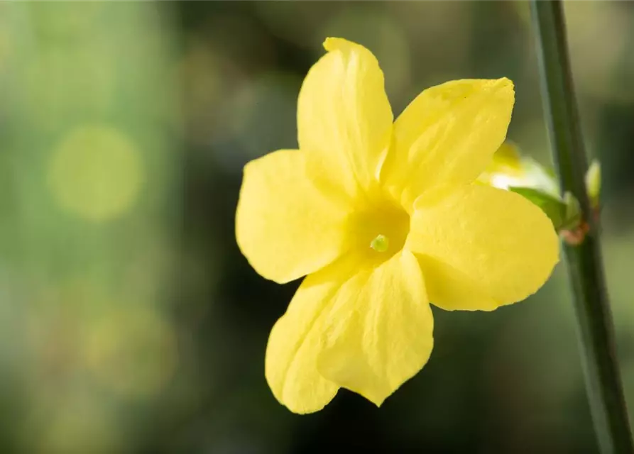 Winterjasmin