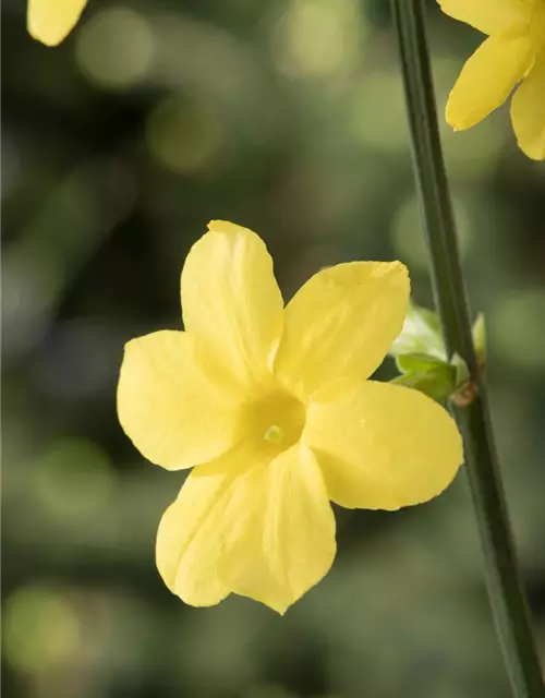 Winterjasmin