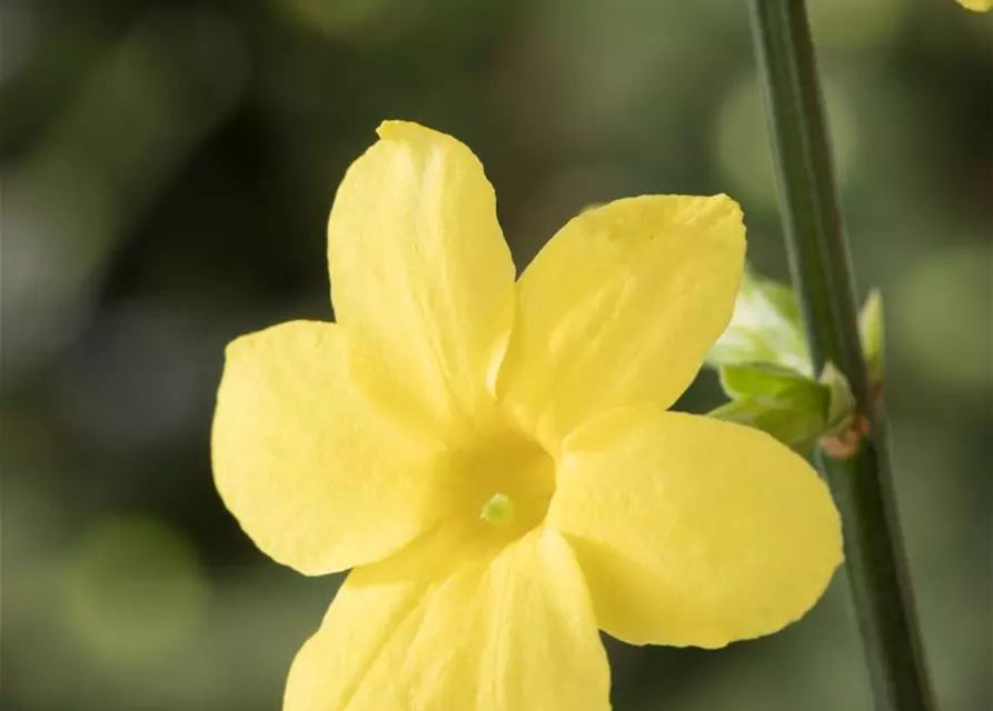 Winterjasmin