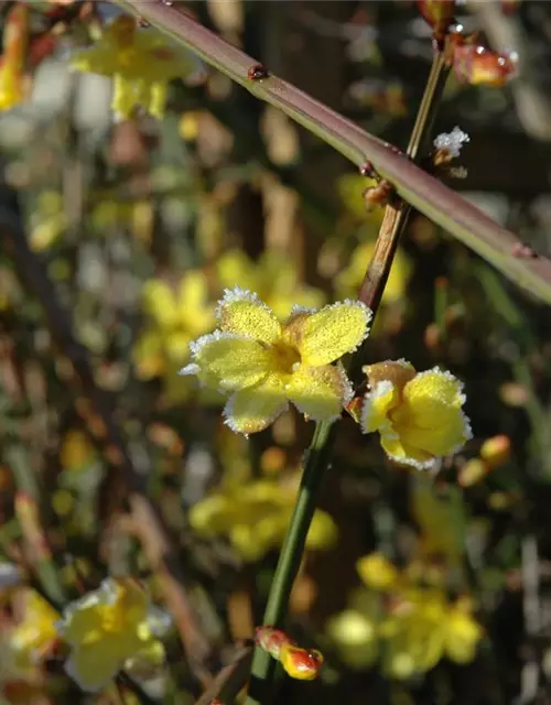 Winterjasmin