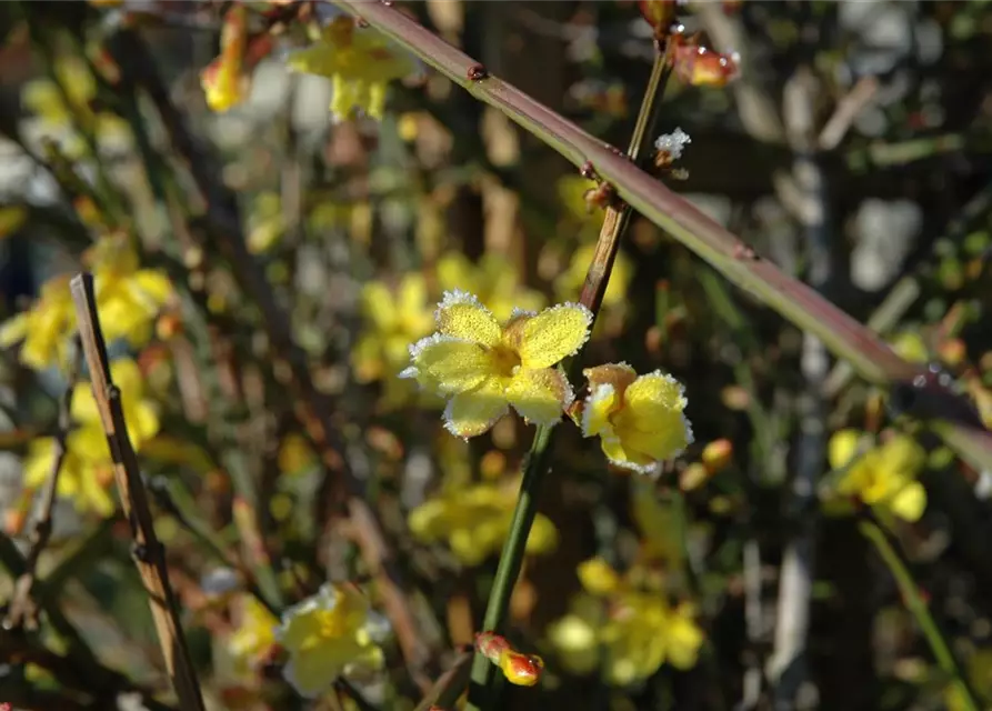 Winterjasmin