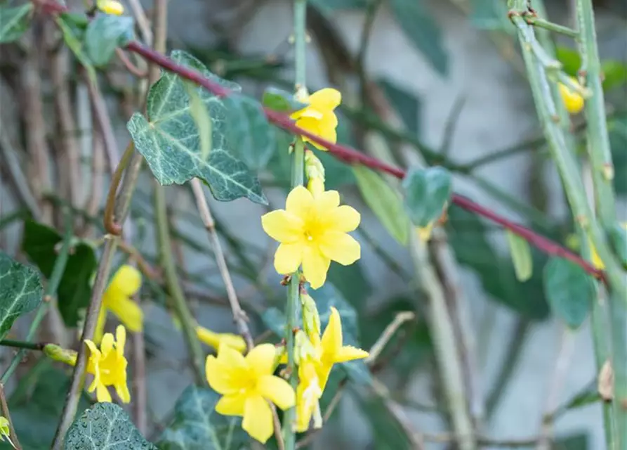 Winterjasmin