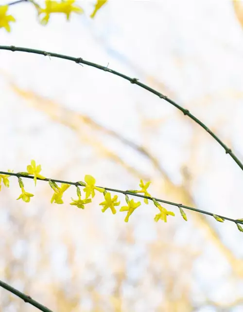 Winterjasmin