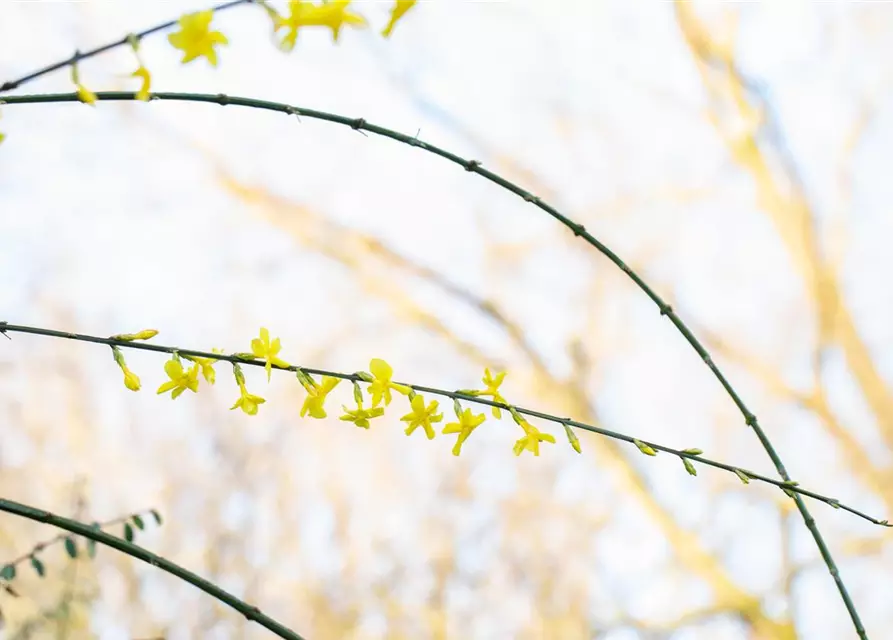 Winterjasmin