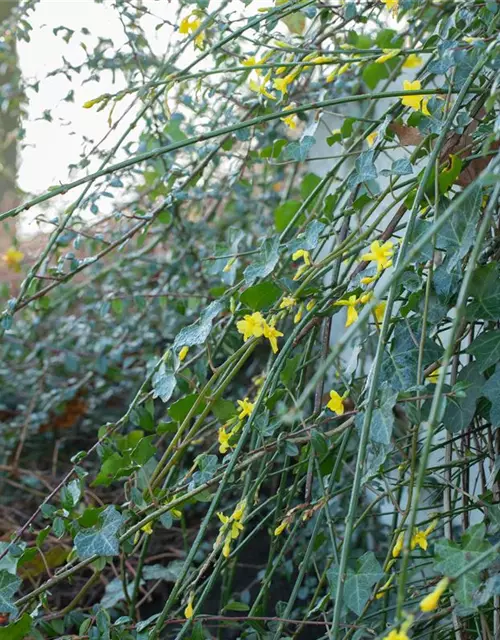 Winterjasmin