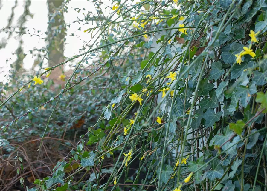 Winterjasmin