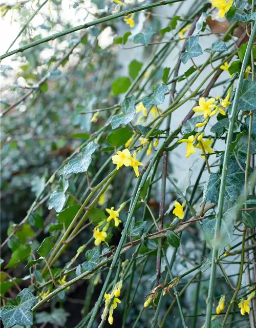 Winterjasmin