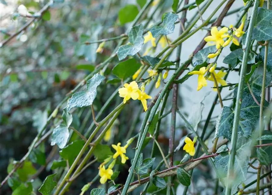 Winterjasmin