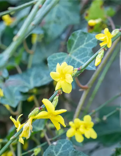 Winterjasmin