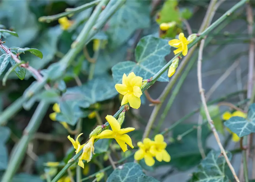 Winterjasmin