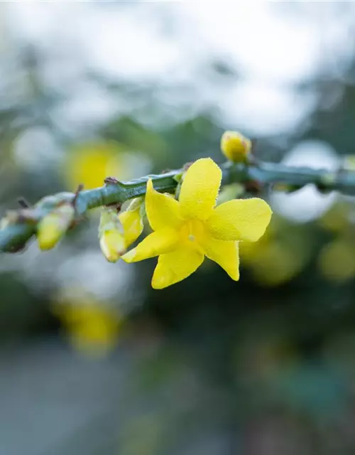 Winterjasmin