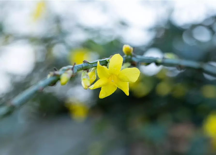 Winterjasmin