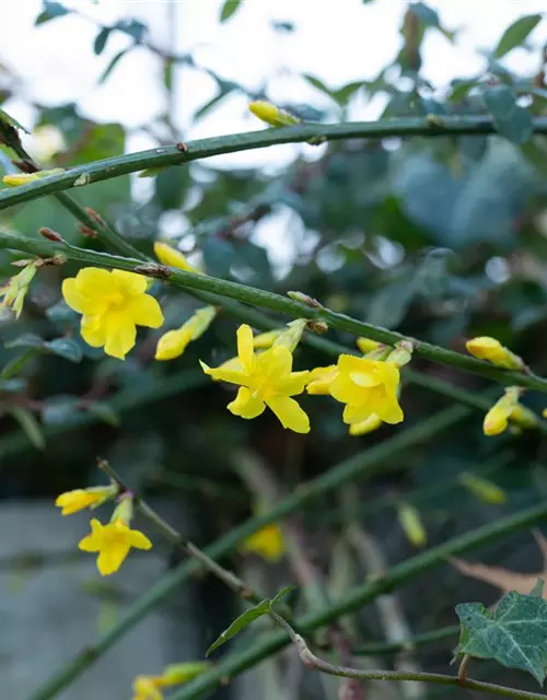 Winterjasmin
