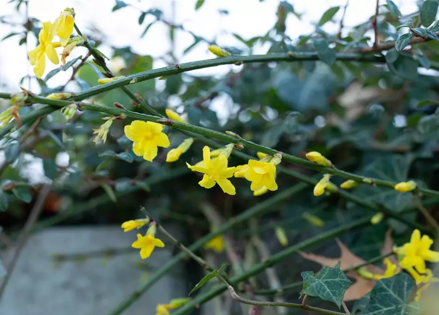 Winterjasmin