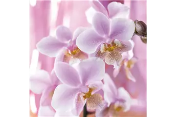 DIE TOP 8 DER WINTERBLUMEN DIE TOP 8 DER WINTERBLUMEN