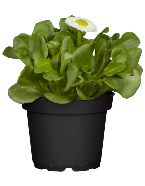 Gänseblümchen