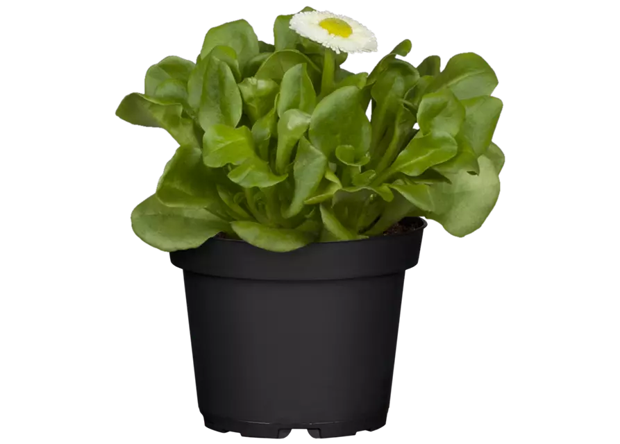 Gänseblümchen