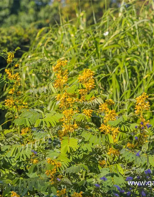 Cassia marliandica