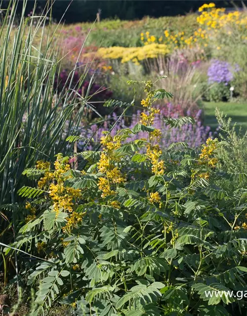 Cassia marliandica