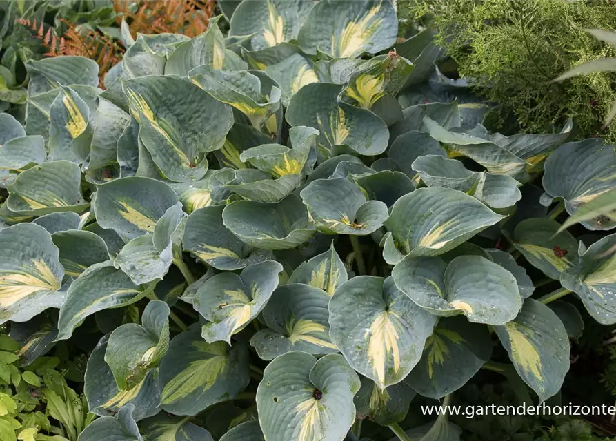 Funkie 'Dream Weaver'