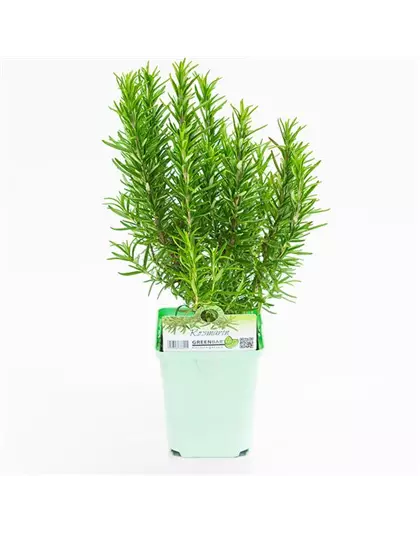 Greenbar Rosmarin
