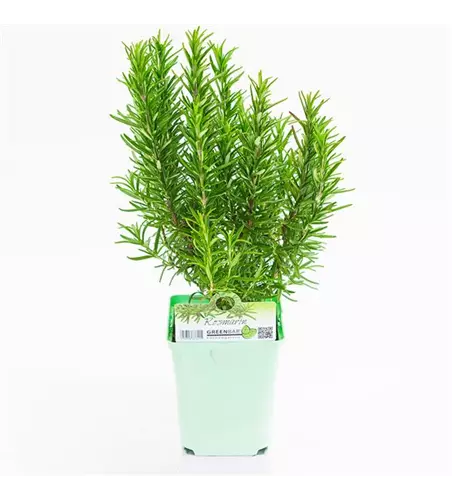 Greenbar Rosmarin